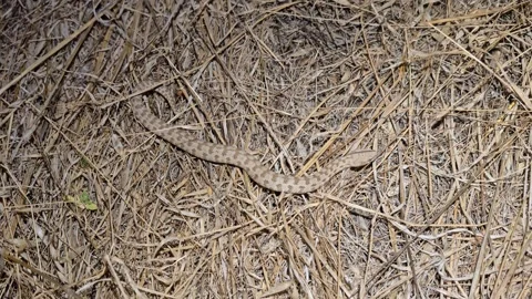 Blunt Nosed Viper Macrovipera Lebetinus Camouflaged Among Dry Vegetation On The Stock Footage 342811154