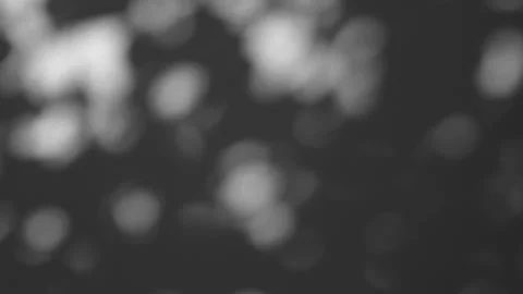 Blur abstract backdround of tree leaves silhouette, shadow motion on grey wall 動画素材 257518610