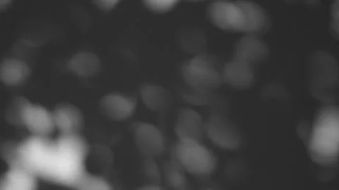 Blur abstract backdround of tree leaves silhouette, shadow motion on grey wall Stock Footage 259008947