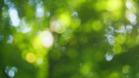 Green Tree Blur Background Stock Footage ~ Royalty Free Stock Videos ...