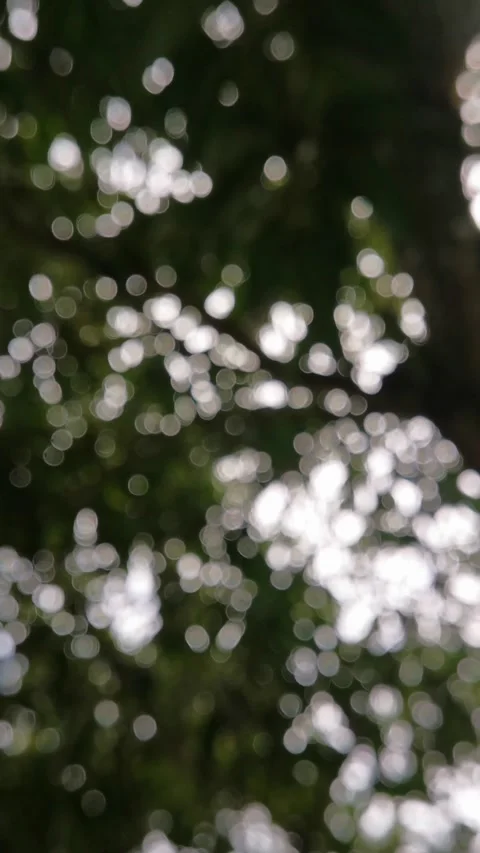 Blur abstract background of nature environment concept at the forest Stock Footage 292510544