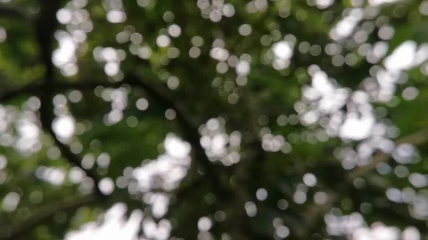 Blur abstract background of nature environment concept at the forest Stock Footage 292510561