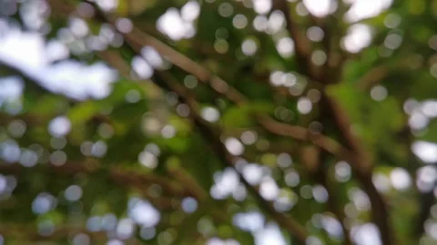 Blur abstract background of nature environment concept at the forest Stock Footage 292510565