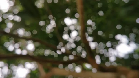 Blur abstract background of nature environment concept at the forest Stock Footage 292510600