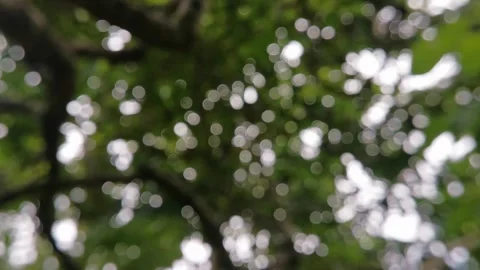 Blur abstract background of nature environment concept at the forest Stock Footage 292510601
