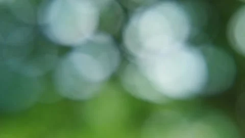 Blur abstract background of nature environment concept at the forest Stock Footage 292510832