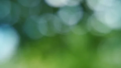 Blur abstract background of nature environment concept at the forest Stock Footage 292510863