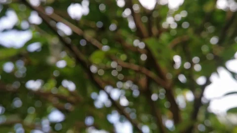 Blur abstract background of nature environment concept at the forest Stock Footage 292511020