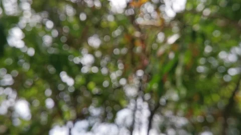 Blur abstract background of nature environment concept at the forest Stock Footage 292511111