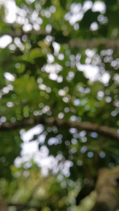 Blur abstract background of nature environment concept. Vertical footage. Stock Footage 292511727