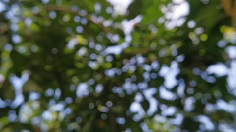 Blur abstract background of nature environment concept Stock Footage 292511734