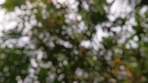Blur abstract background of nature environment concept at the forest Stock Footage 292511861