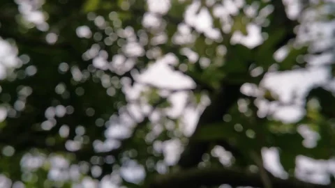 Blur abstract background of nature environment concept Stock Footage 292511900
