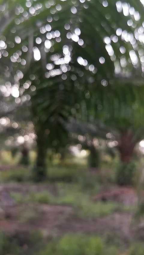 Blur abstract background of nature environment concept at the forest Stock Footage 292514536