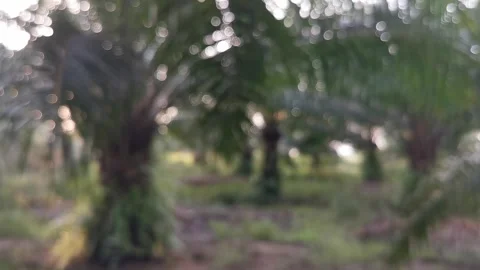 Blur abstract background of nature environment concept at the forest Stock Footage 292514540