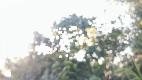 Blur abstract background of nature environment concept at the forest Stock Footage 292514541