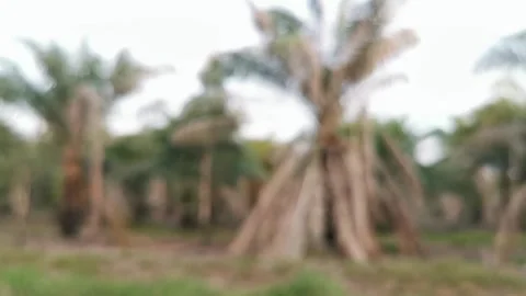 Blur abstract background of nature environment concept at the forest Stock Footage 292514542