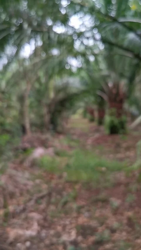 Blur abstract background of nature environment concept at the forest Stock Footage 292514596