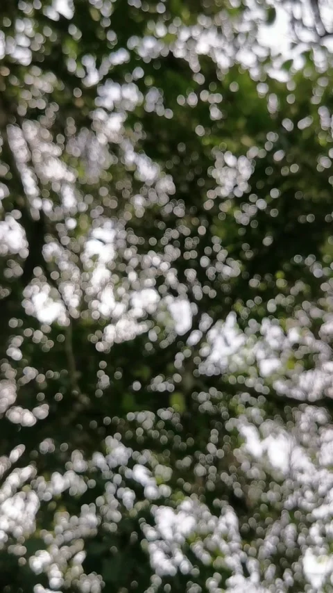 Blur abstract background of nature environment concept. Vertical footage. Stock Footage 292514671