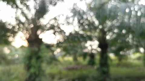Blur abstract background of nature environment concept at the forest Stock Footage 292514701