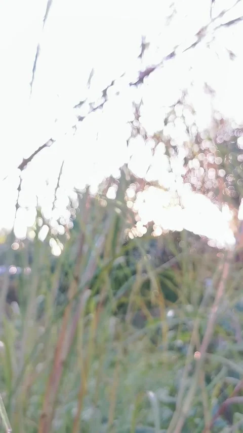 Blur abstract background of nature environment concept. Vertical footage. Stock Footage 292514733