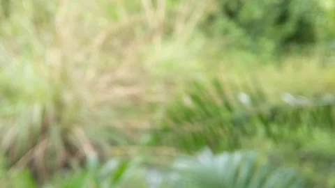 Blur abstract background of nature tree concept Stock Footage 321293271