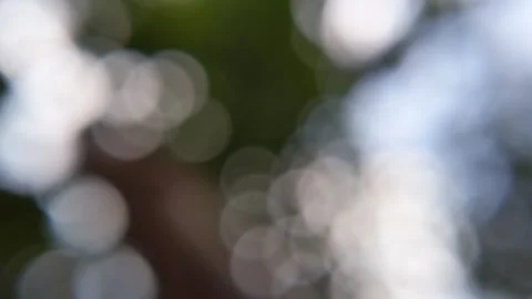 Blur abstract background of nature tree concept Stock Footage 321662930