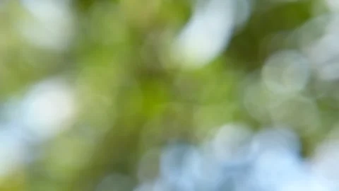 Blur abstract background of nature tree concept Stock Footage 321663266