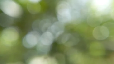 Blur abstract background of nature tree concept Stock Footage 321663738