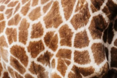Blur abstract of giraffe texture Stock Photos