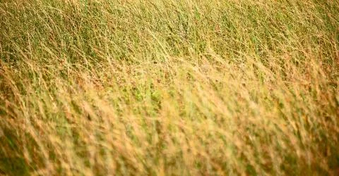 Blur   abstract grass like background 写真素材