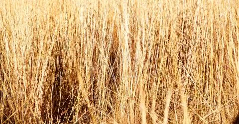 Blur   abstract grass like background Stock Photos