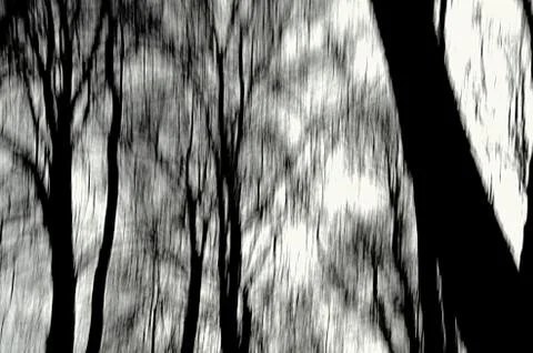 Blur abstract trees background Fotos de archivo