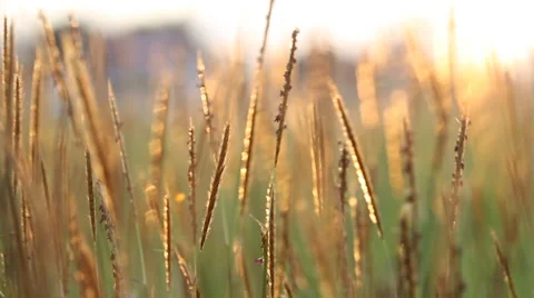 Blur and bokeh of meadow Stock Footage 63381228