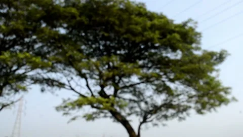 Blur and defocused: big tree Stock Footage 236813374