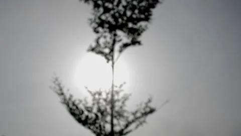 Blur and defocused:  silhouette of trees and sun Video stock 236813624