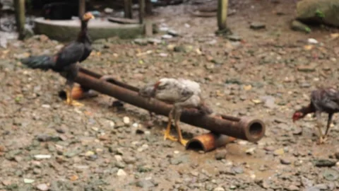 Blur Ayam Stock-Footage 328983918