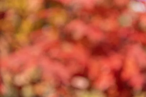 Blur backdrop. Abstract fall background with nobody. Defocused blur red color Stock-Fotos