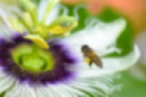 Blur background bee flying over flower Foto stock