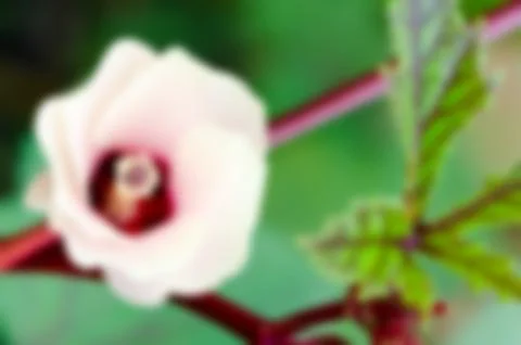 Blur background flower Stock Photos