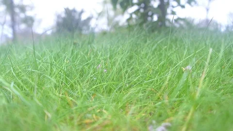 Blur background of green grass on forest clearing sways on wind in wild nature. Stock Footage 119017132