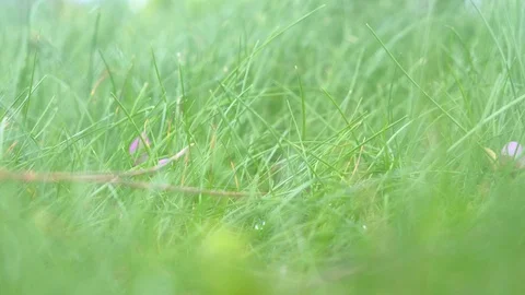 Blur background with green grass on meadow swaying on the wind in wild nature. Stock Footage 119016799