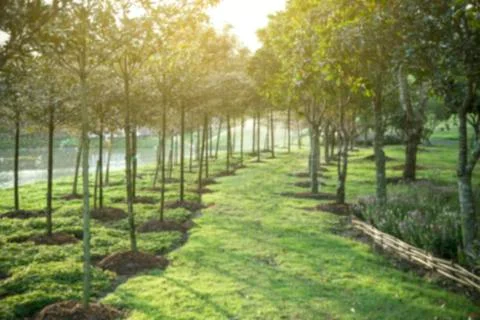 Blur background with green grass path way Stock Photos