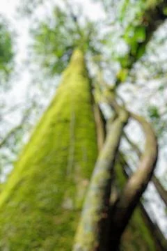 Blur background of Hugh tree in a rain forest in Chiangmai, Thailand. Stock Photos