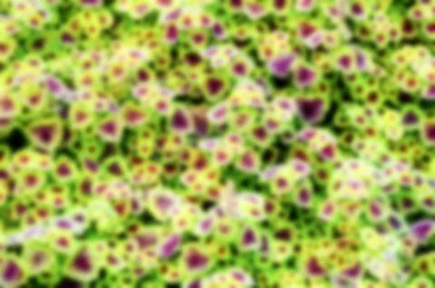 Blur background leaves Foto stock