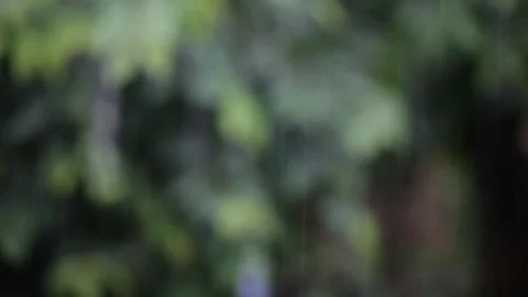 Blur background of leaves with raindrops Stock Footage 325139619