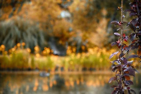 Blur Background Stock Photos