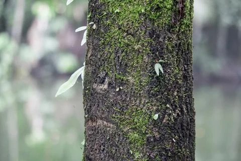 Blur background is a portrait of a tree. Stock Photos