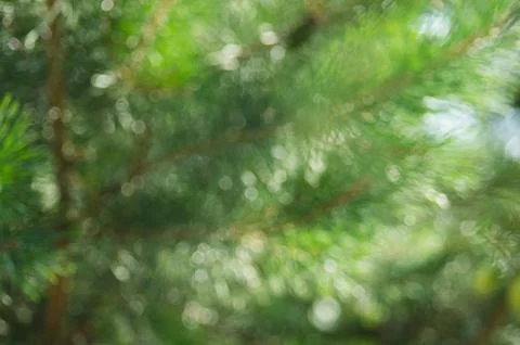 Blur background scene of pine branches. .Abstract green bokeh out of focus ba Stock Photos