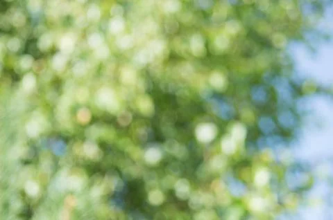 Blur background scene of pine branches. .Abstract green bokeh out of focus ba Foto stock